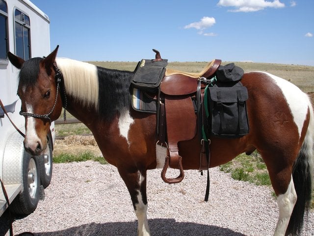 Top 5 Best Horse Saddle Bags Reviews (2020 Updated) | Horse is Lo