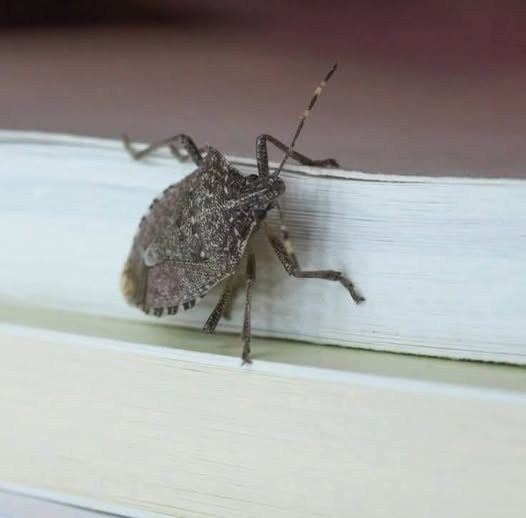 Spot This Insect in Your Home? Here’s What You Should Do Next