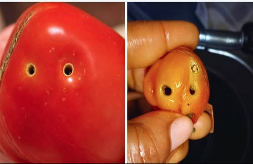 What Causes Holes in Tomatoes and What to Do About It