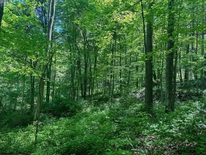 Exclusive Appalachian Haven: Rolling Timberland and Scenic Mountain Views in Monongalia County