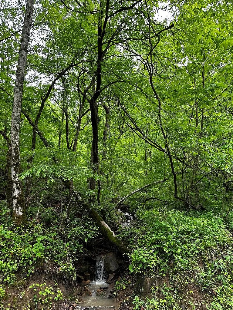 100 Acres of Prime Land in Oneida, KY