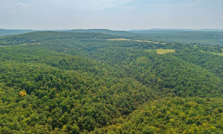 Expansive 80 Acres Ideal for Hunting, Recreation, and Investment